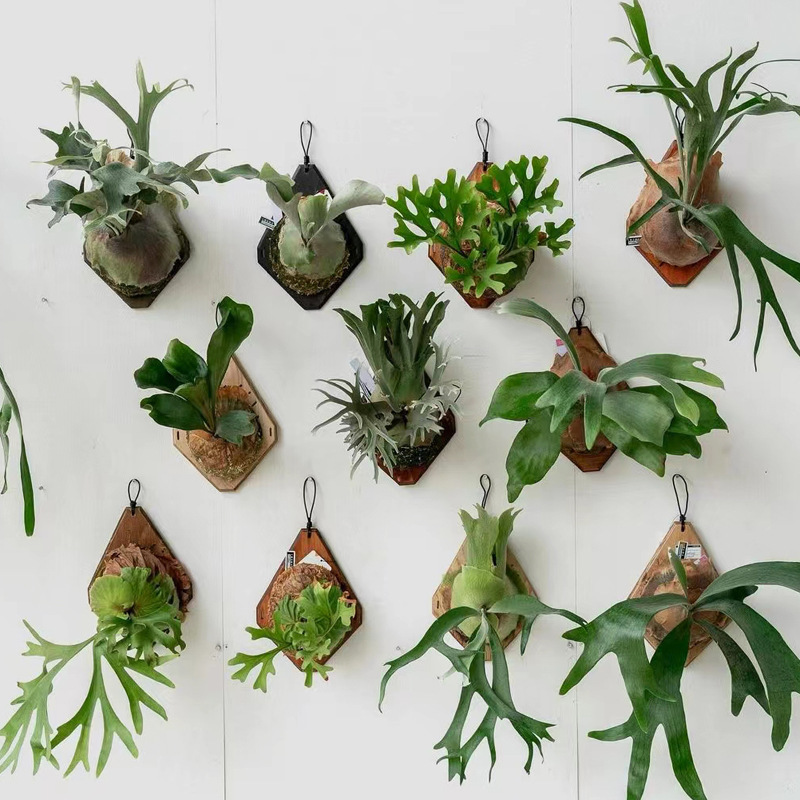 Orchid Potting Mix - New Wooden Staghorn Fern Wall Mount