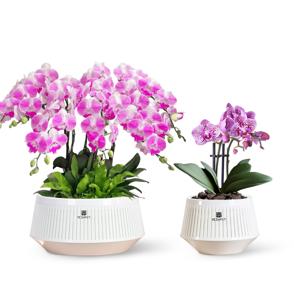 Orchid Pot with Holes & Saucer - Orchid Potting Mix review and price