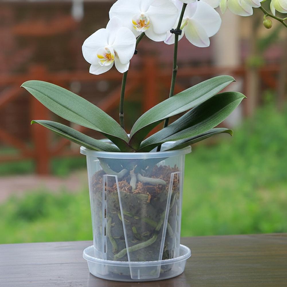 Plastic Root Control Transpare - Orchid Potting Mix review and price