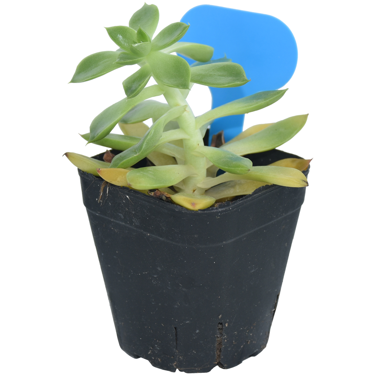 50PCS Garden Plant Labels Mark - Plant Label Tags review and price