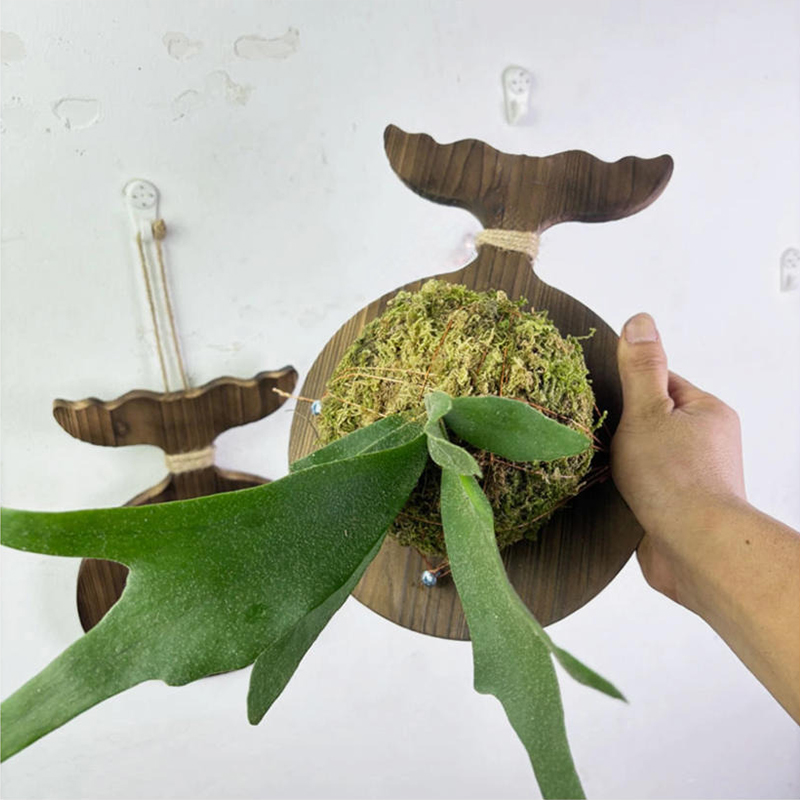New Wooden Staghorn Fern Wall  - Orchid Potting Mix review and price