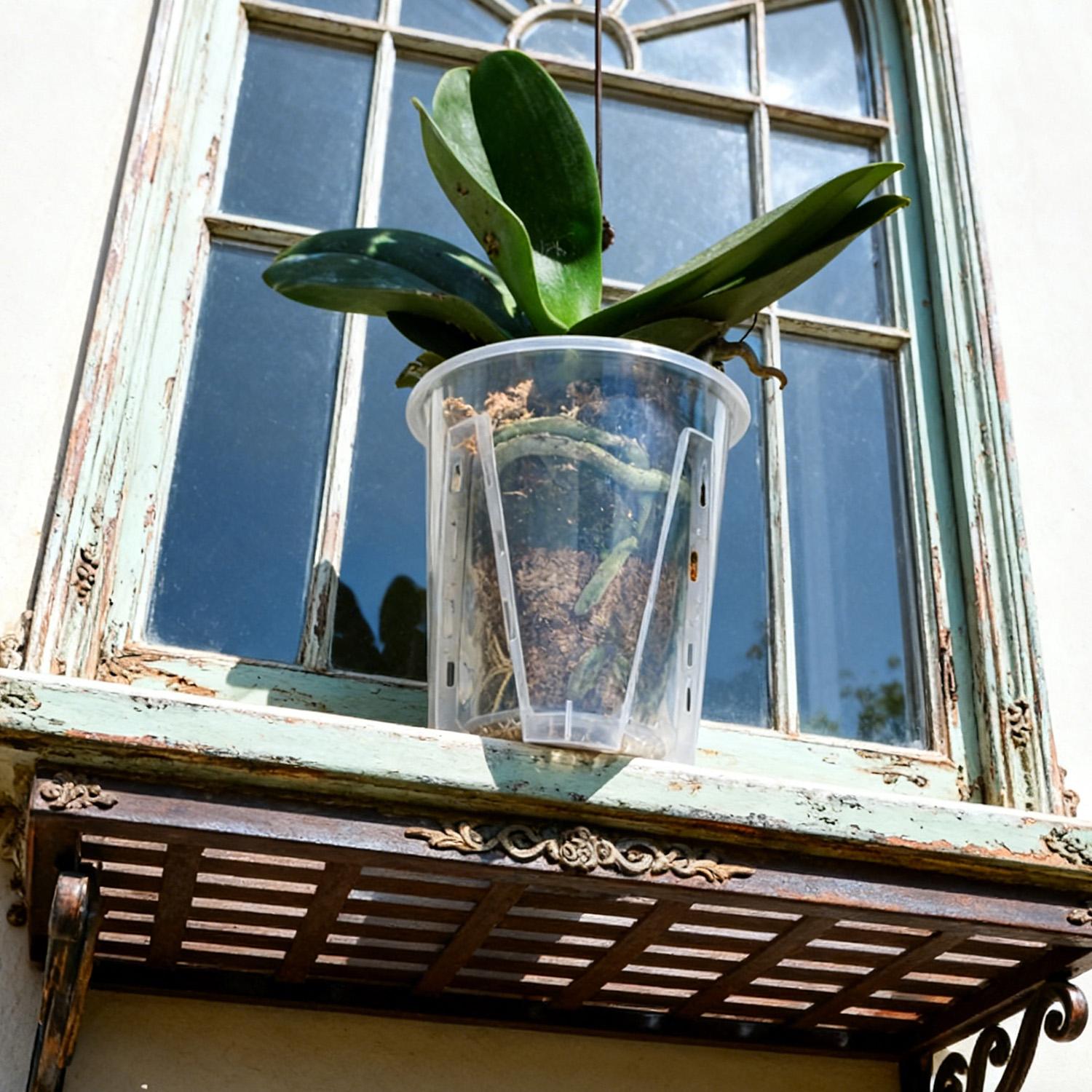 S/M/L/XL Orchid Flowerpot with - Orchid Potting Mix review and price