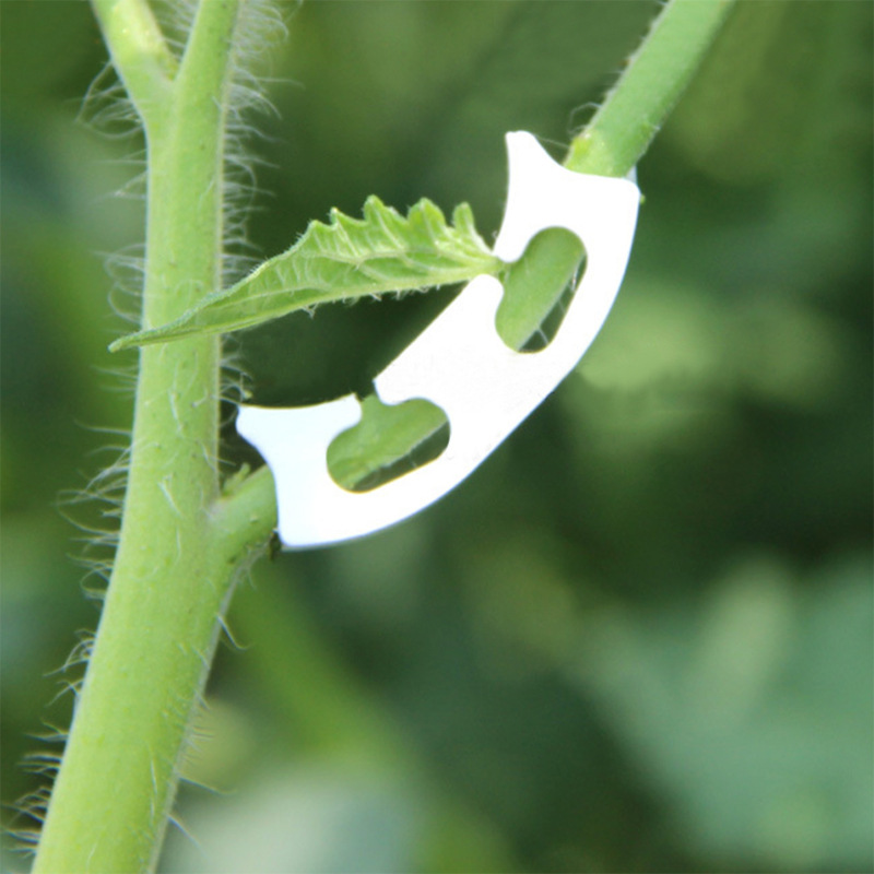 50/100pcs Botany-stem Vine Str - Gardening Tools Hoe review and price