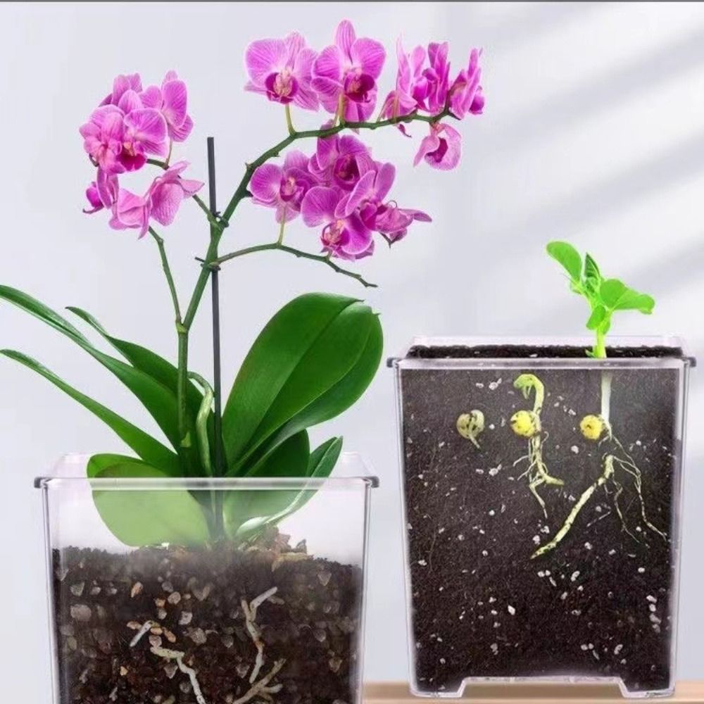 Transparent Material Acrylic P - Orchid Potting Mix review and price