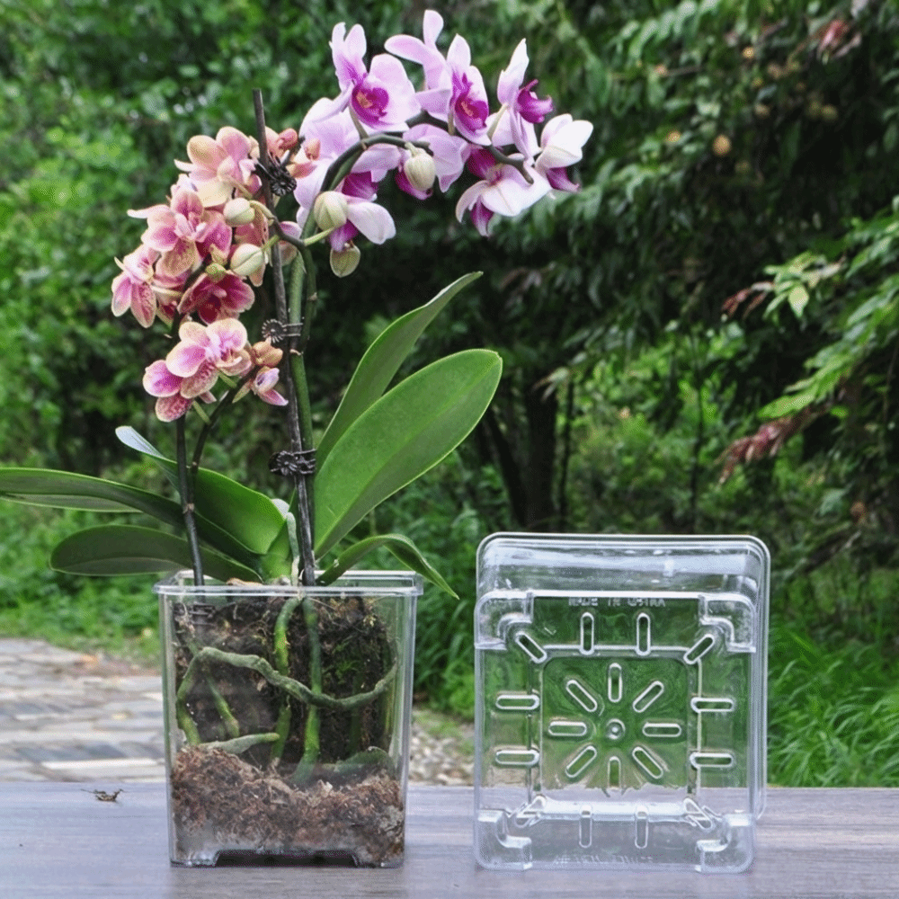 Transparent Material Acrylic P - Orchid Potting Mix review and price