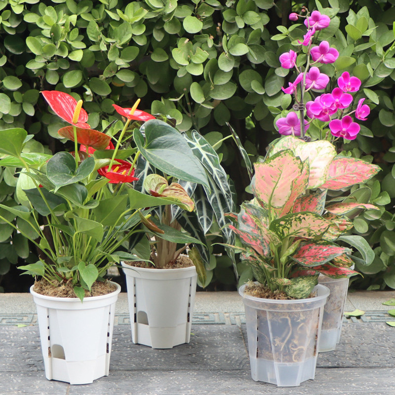 5pcs Transparent Orchid Pot wi - Orchid Potting Mix review and price