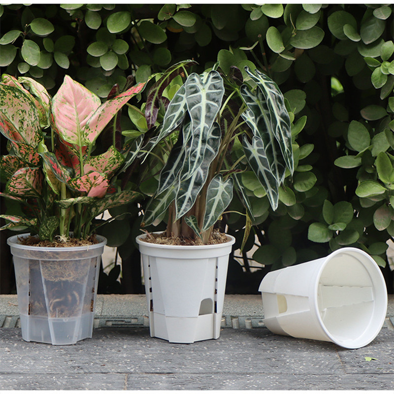 5pcs Transparent Orchid Pot wi - Orchid Potting Mix review and price